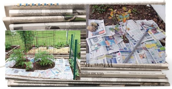 using-newspaper-in-the-garden-how-toxic-is-it-for-your-organic-garden