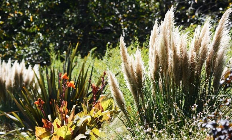 how to overwinter pampas grass https://organicgardeningeek.com