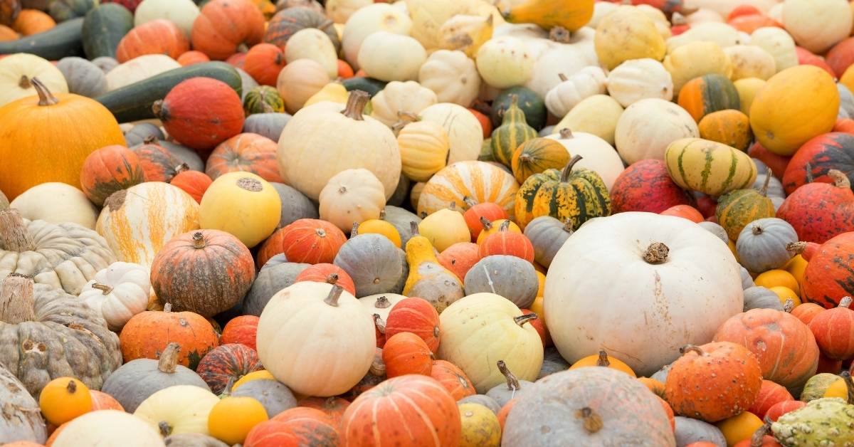 Varieties of White Pumpkins https://organicgardeningeek.com