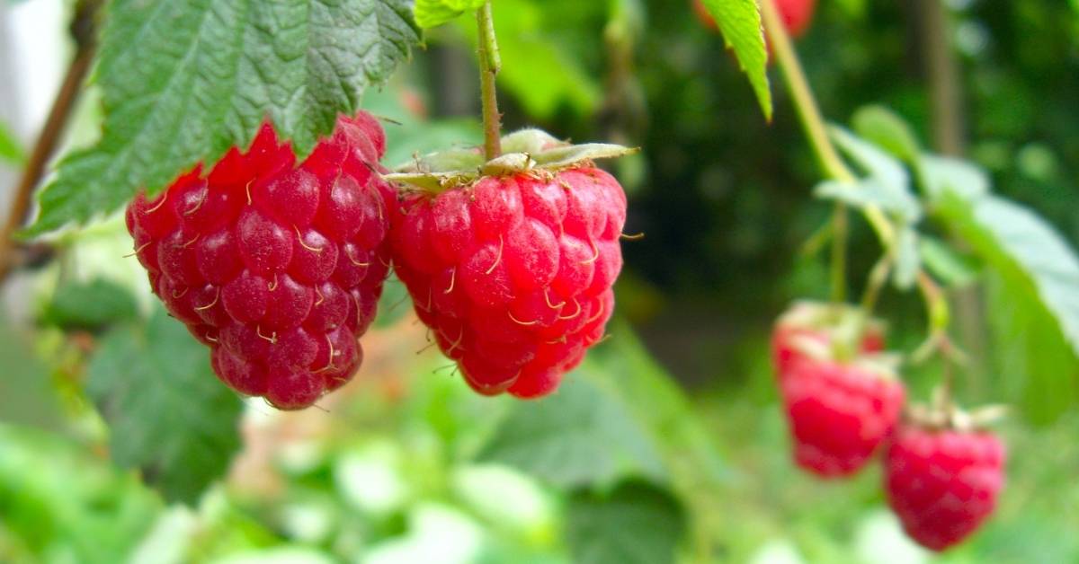 Boyne Raspberry Plant https://organicgardeningeek.com