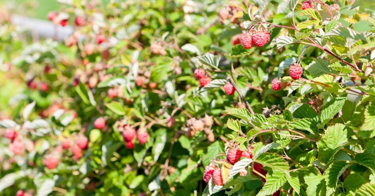 Raspberry Plant 101: 50+ Varieties, And This Will Be Your The Only Source About Growing Raspberries https://organicgardeningeek.com