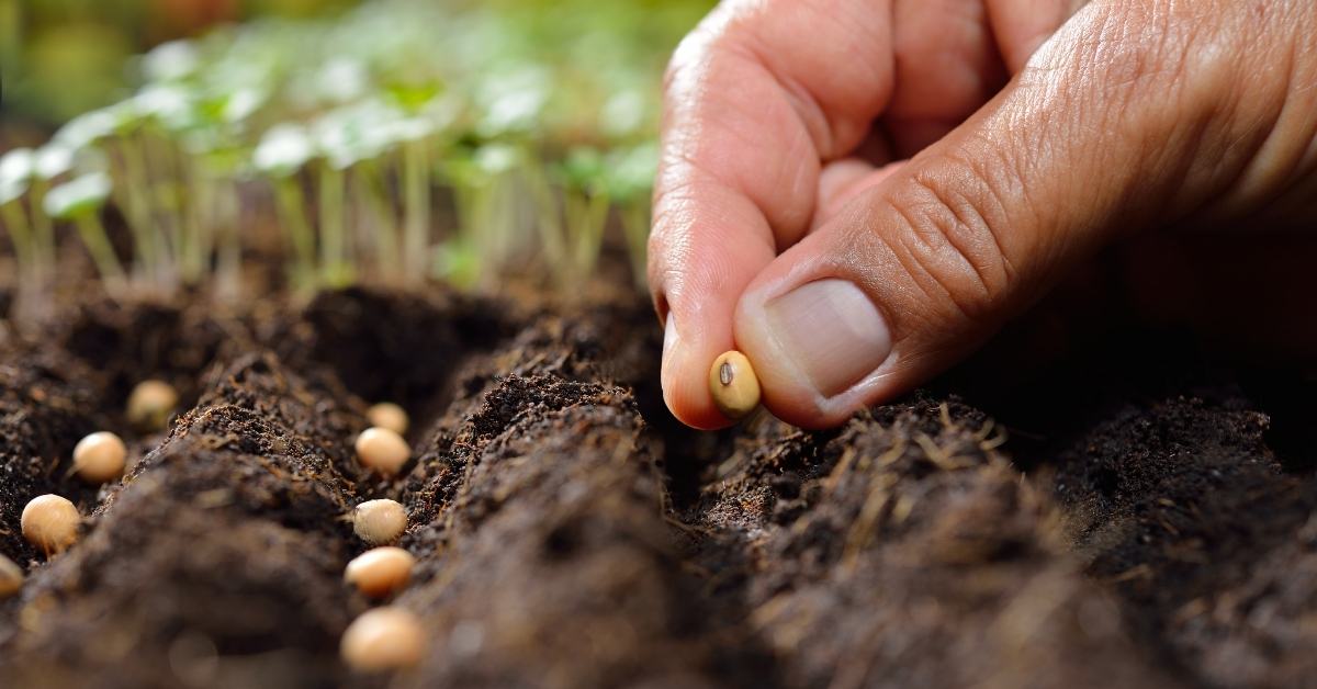 Read more about the article Gardening Jobs To Do In September: Harvesting, Sowing, And Planting