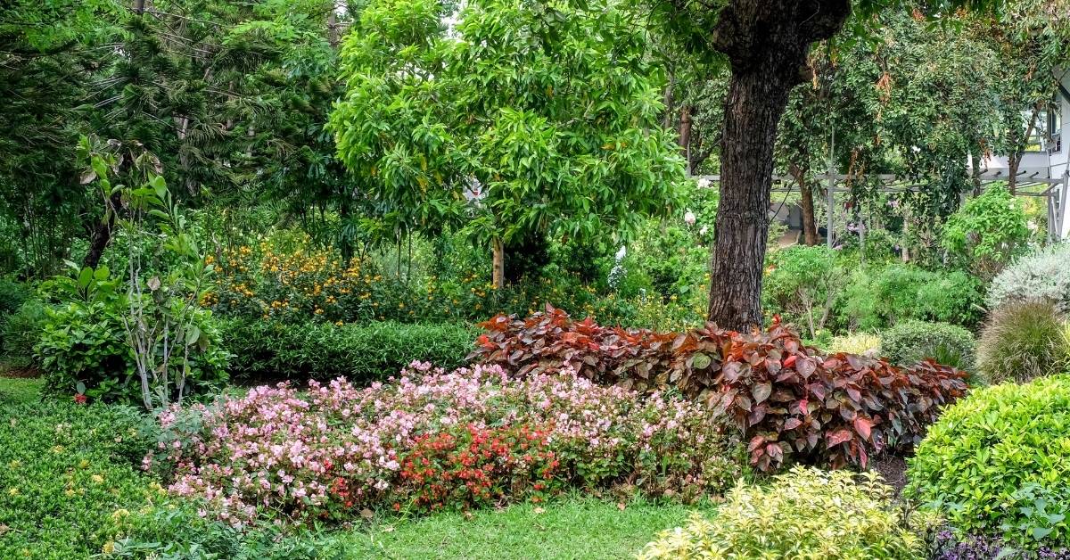 Read more about the article Shade Garden: How To Grow Flowers Under Trees?
