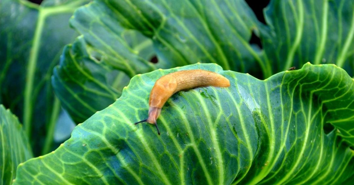 Slug Control 101 How To Get Rid of Slugs in the House And Garden Forever!