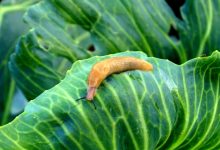 how do you get rid of slugs in the house and garden? https://organicgardeningeek.com