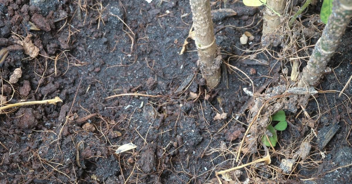 Soil Management https://organicgardeningeek.com