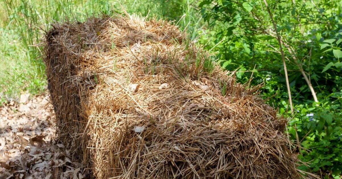 straw bale gardening conditioning - bale of straw - https://organcigardeningeek.com