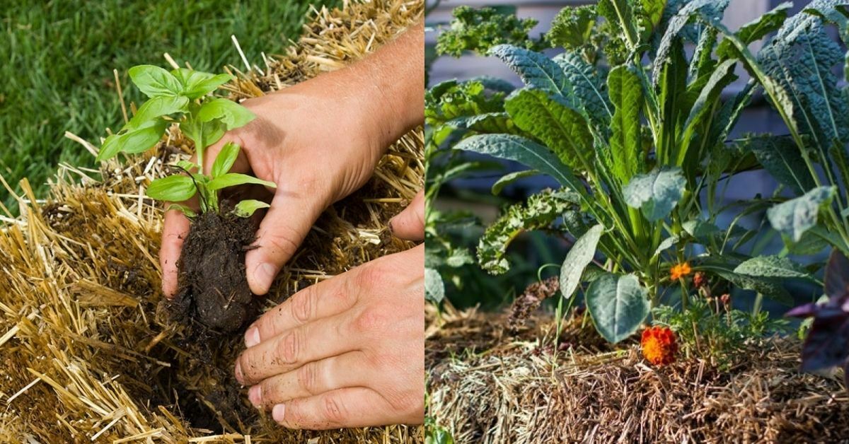 Straw bale gardening recommendations https://organcigardeningeek.com