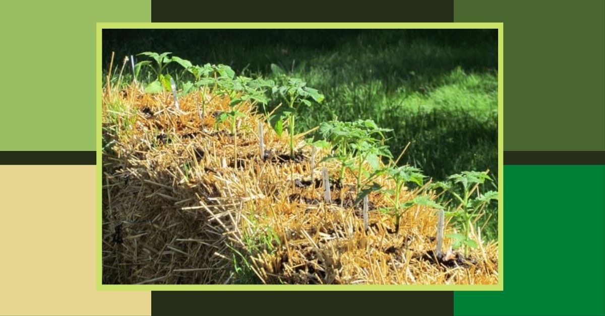 Possible problems you might face with straw bale gardening - straw bale gardening for beginners https://organcigardeningeek.com