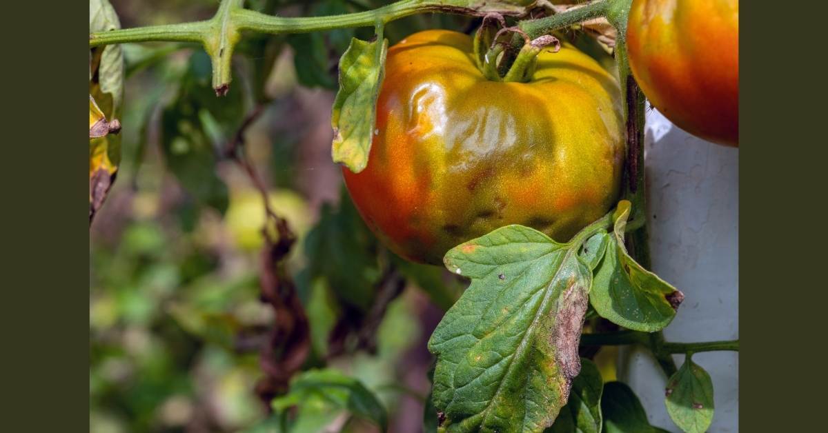 Chemical Controls (Fungicides) for tomato blight disease https://organicgardeningeek.com