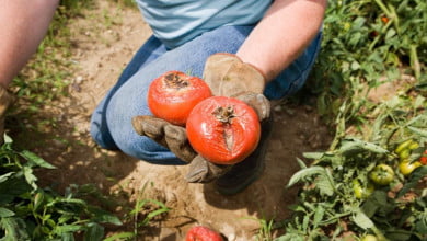 Tomato blight diseases https://organicgardeningeek.com