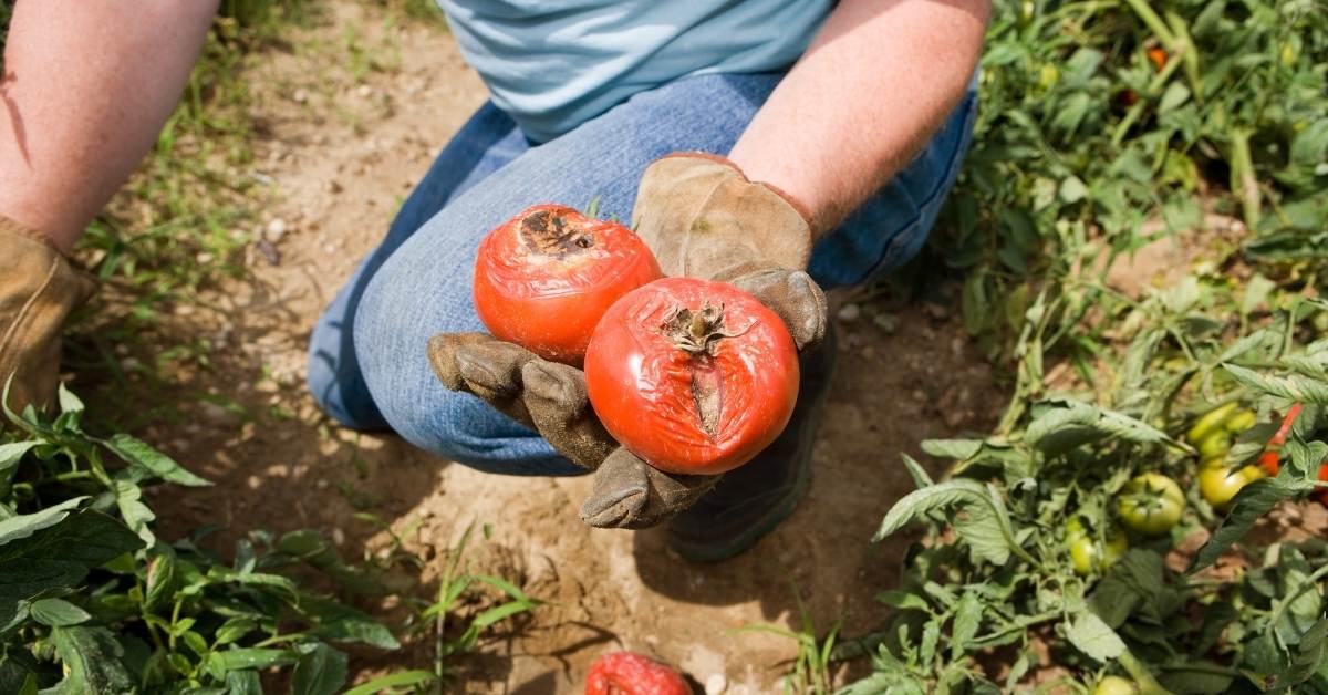 Read more about the article How To Control Tomato Blight Diseases?