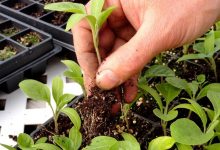 transplanting vegetables https://organicgardeningeek.com