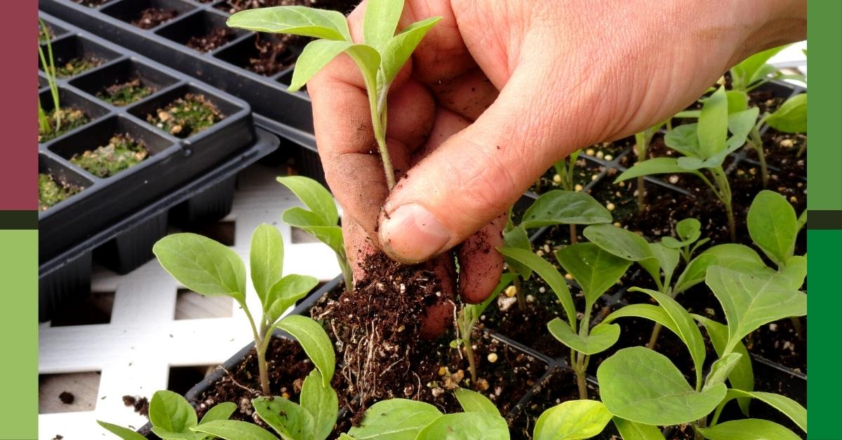 Read more about the article Growing Vegetable Transplants (The Right Way)