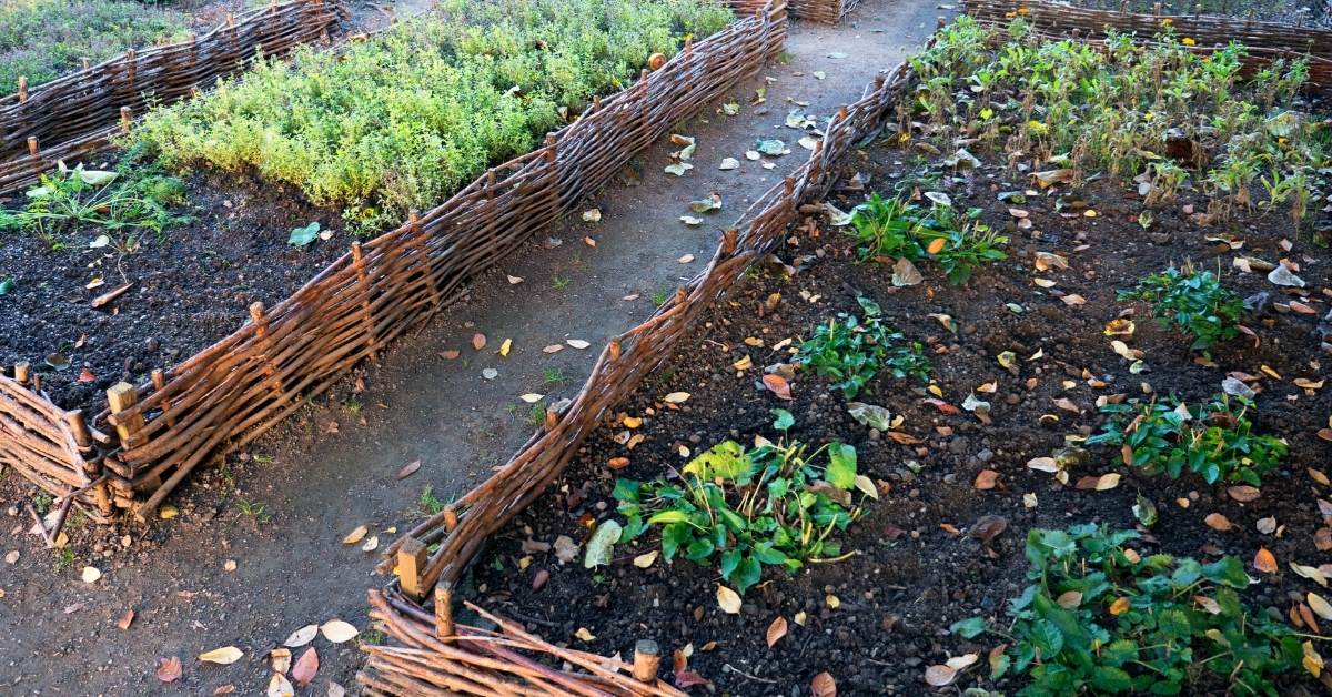 Best tips to increase vegetable garden production- Garden design https://organicgardeningeek.com
