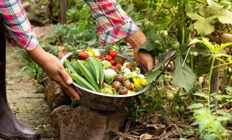 increase vegetable garden pruduction https://organicgardeningeek.com