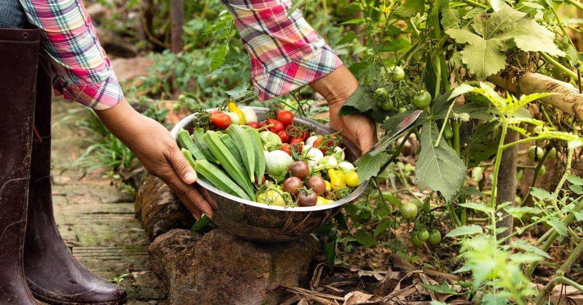 You are currently viewing 6 Tips To Skyrocket Your Yields & Increase Vegetable Garden Production In 2023