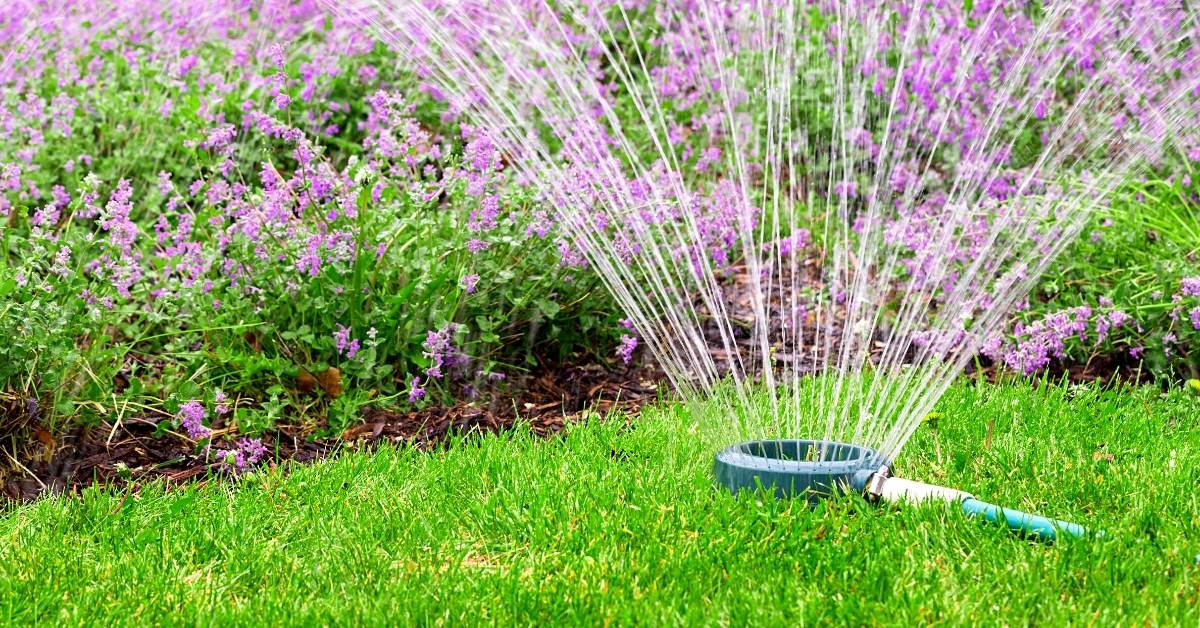 You are currently viewing A Generic Question: How Do You Water Your Garden?