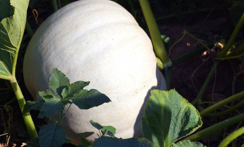 Growing white pumpkins at home https://organicgardeningeek.com