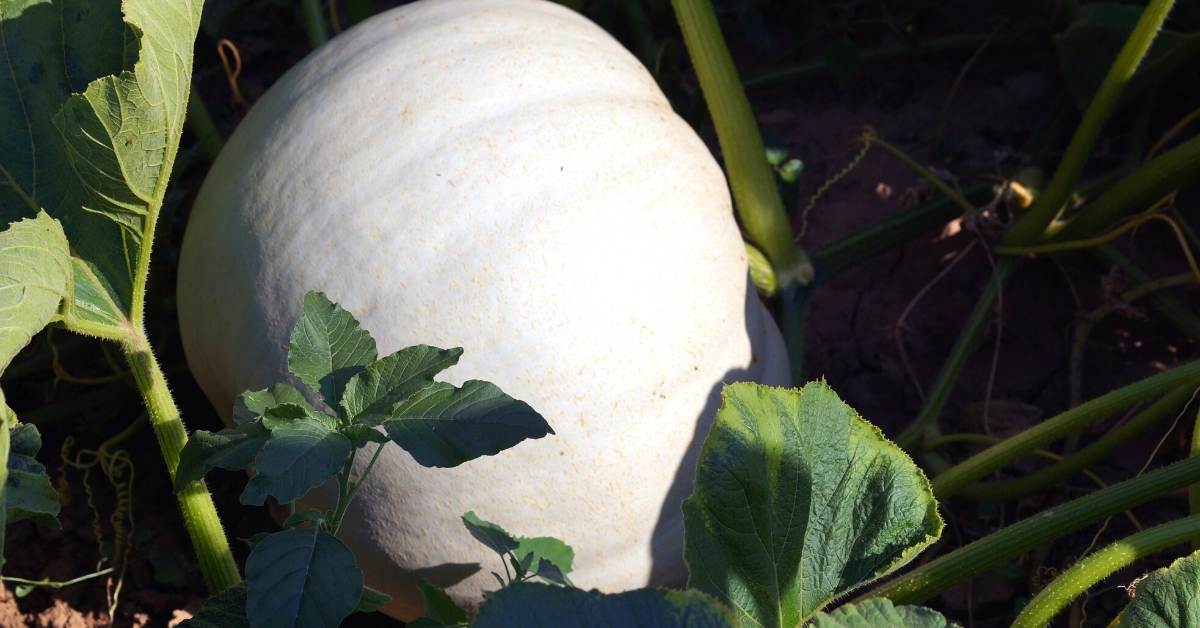 Read more about the article 15 Essential Tips For Growing White Pumpkins (Ghost)