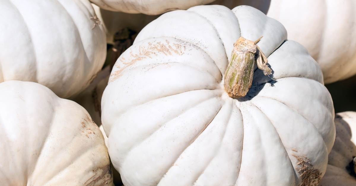 15 Essential Tips For Growing White Pumpkins (Ghost) https://organicgardeningeek.com