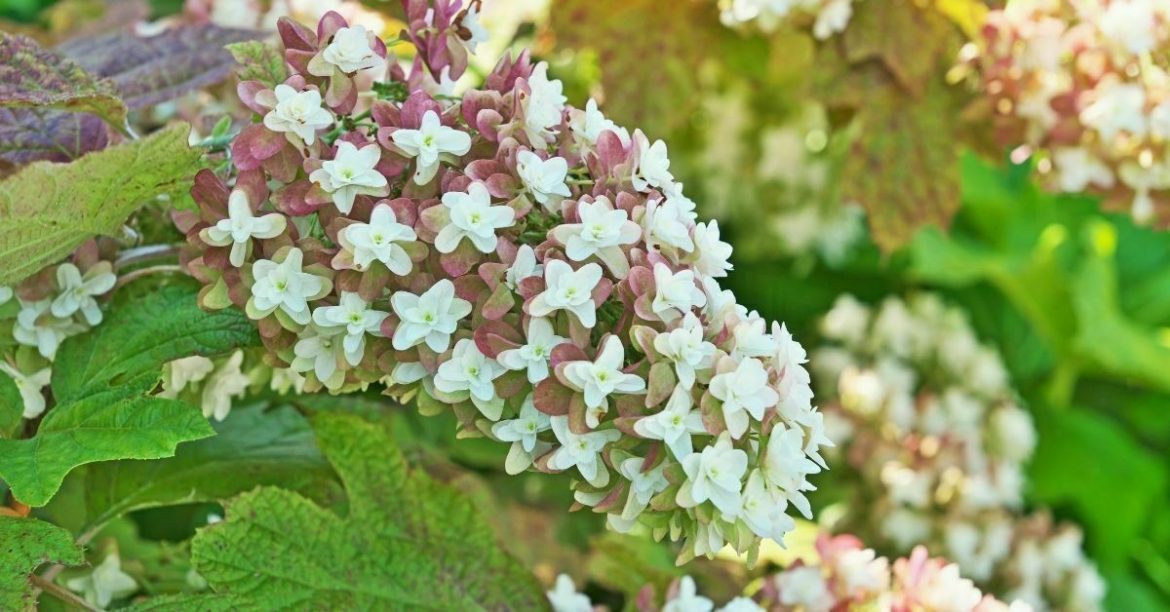 Deadheading Hydrangeas How To Grow, Care & Prune Nikko Blue, Endless