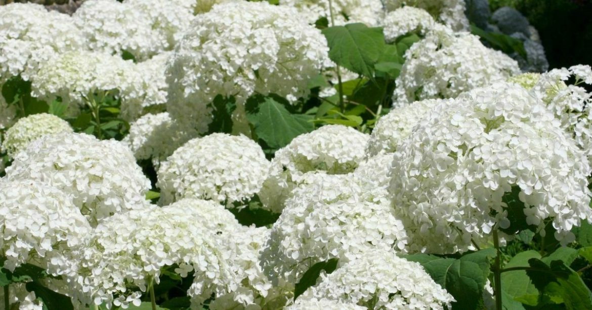 Deadheading Hydrangeas How To Grow, Care & Prune Nikko Blue, Endless