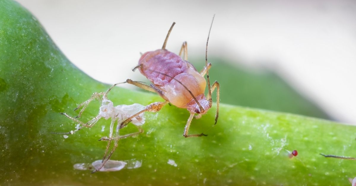 You are currently viewing Aphids In The Garden: Identification, Biological, Cultural & Chemical Control