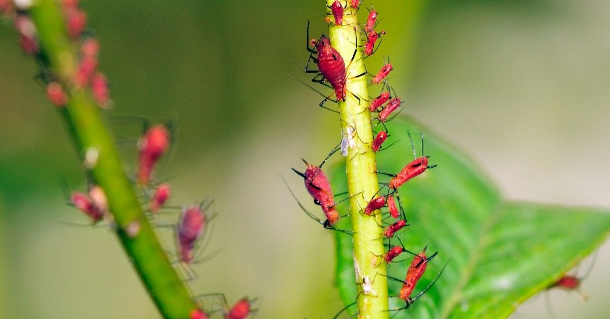 Identification of aphid in the garden https://organicgardeningeek.com