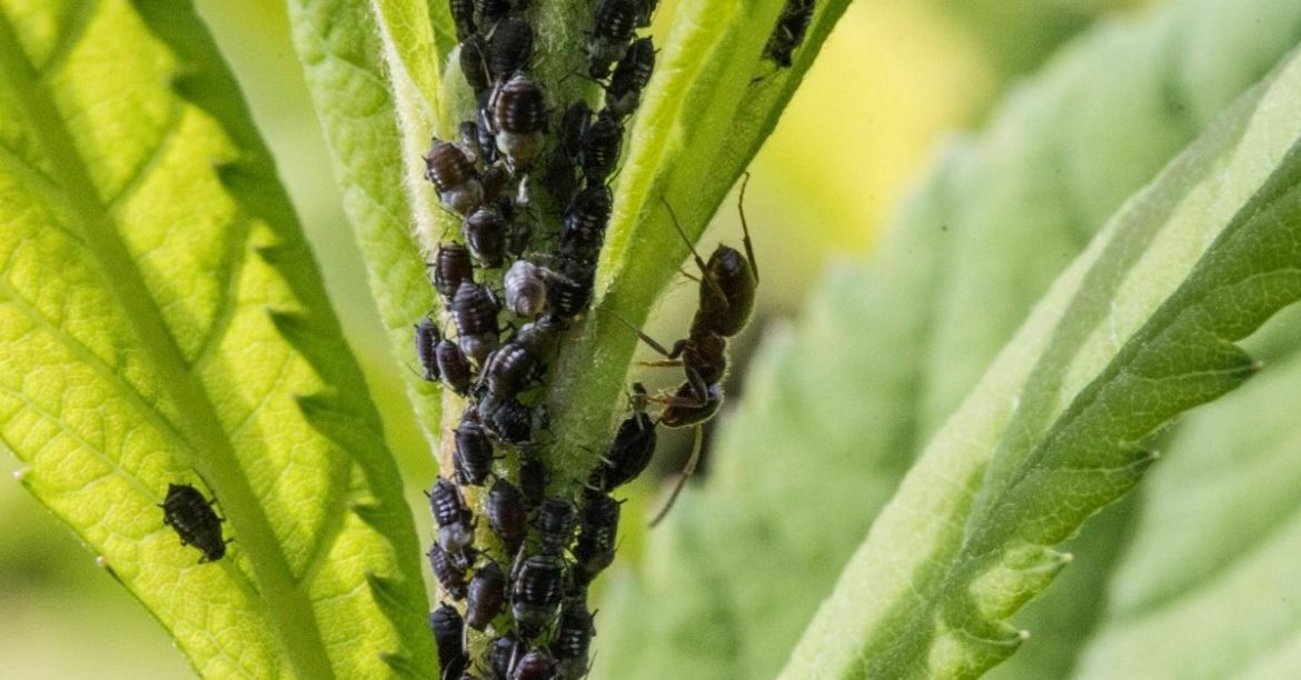 Aphids In The Garden Identification, Biological, Cultural & Chemical