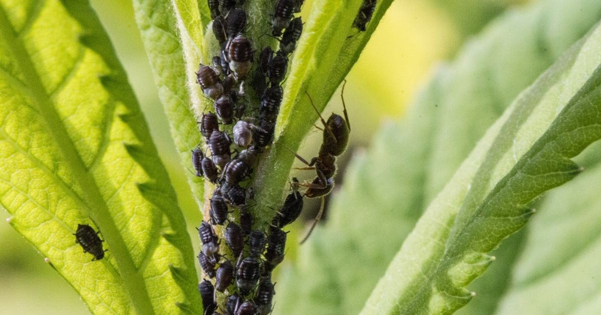 how to get rid of aphids in the garden organically https://organicgardeningeek.com