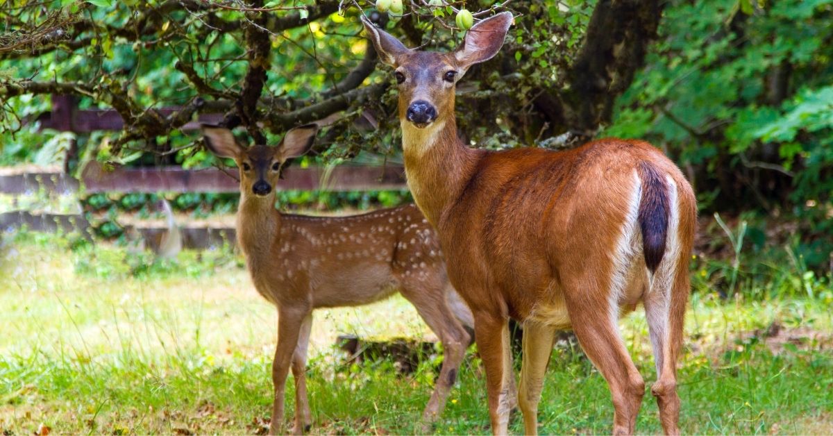 You are currently viewing Repel Deer In Yard: 20 Best Ways To Stop Deer From Eating Your Trees