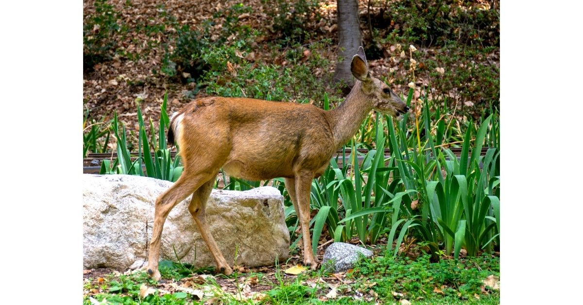 Repel Deer In Yard https://organicgardeningeek.com