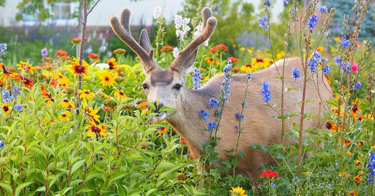 deer coming to my garden - how to keep deer away from plants https://organicgardeningeek.com