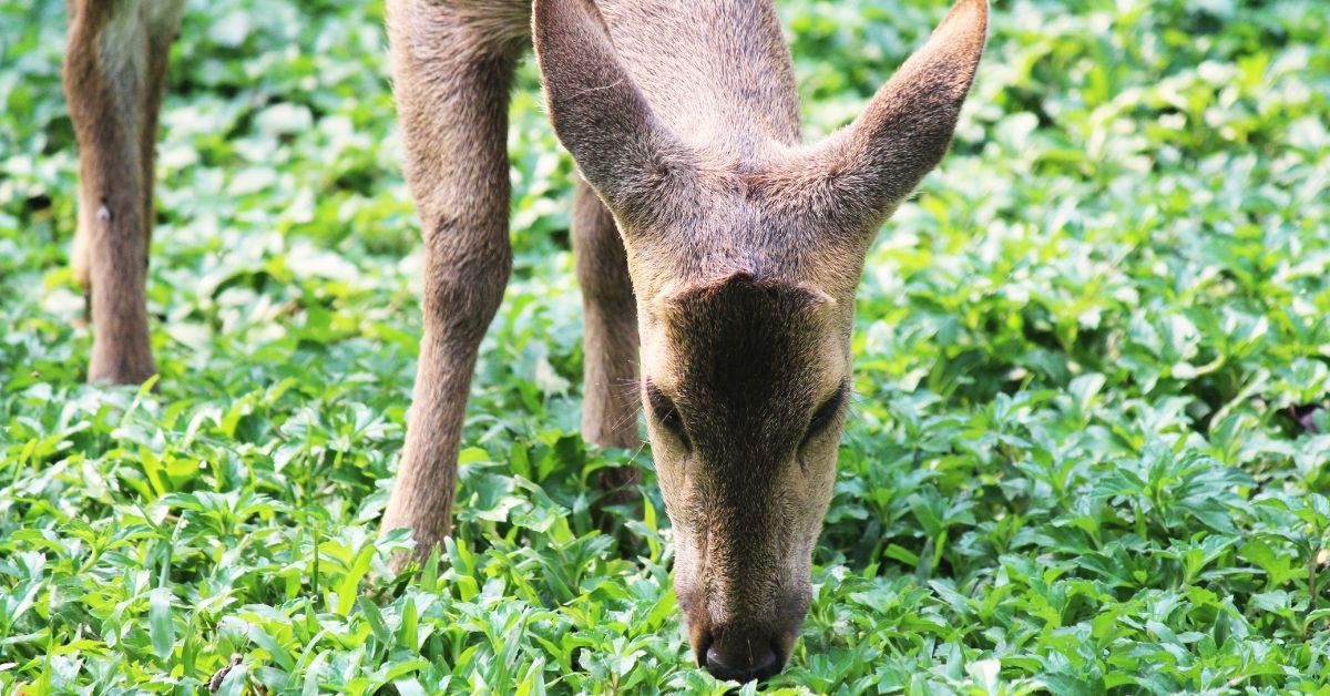 prevent deer from eating trees https://organicgardeningeek.com