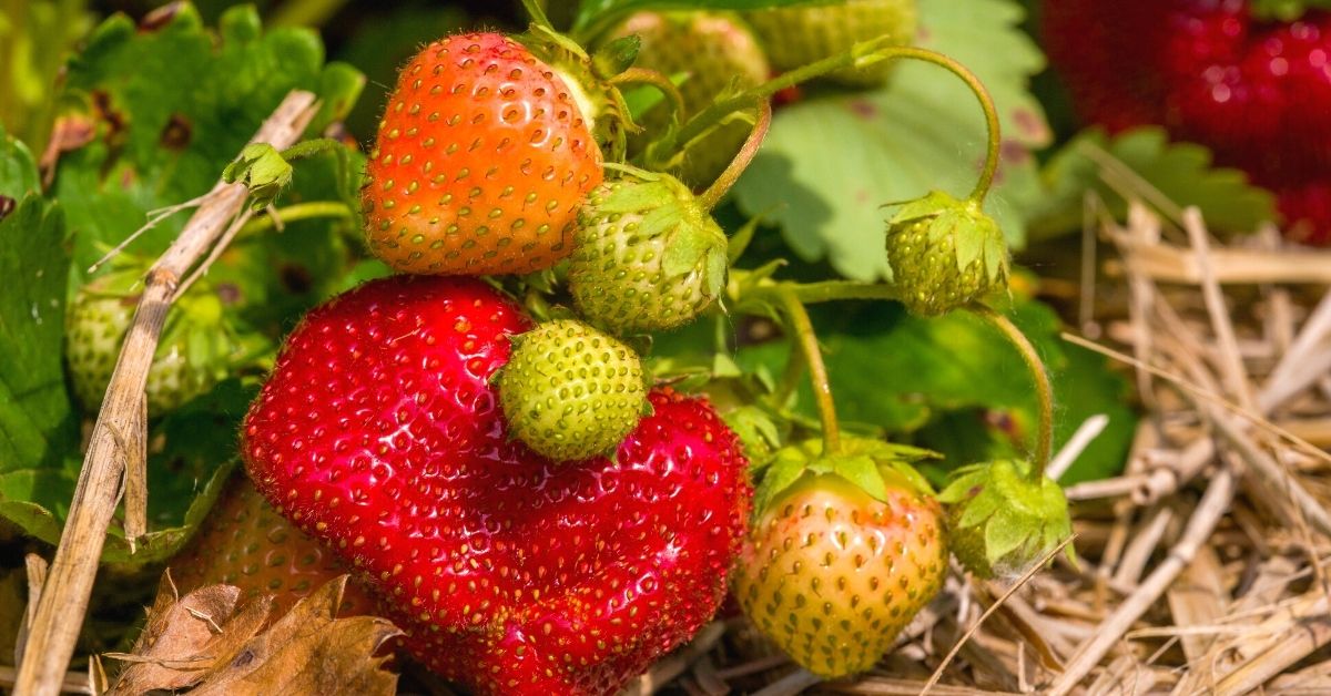 can i grow strawberries at home https://organicgardeningeek.com