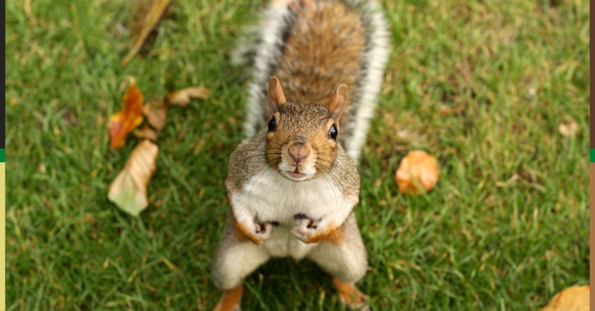 Keep Squirrels out of garden https://organicgardeningeek.com