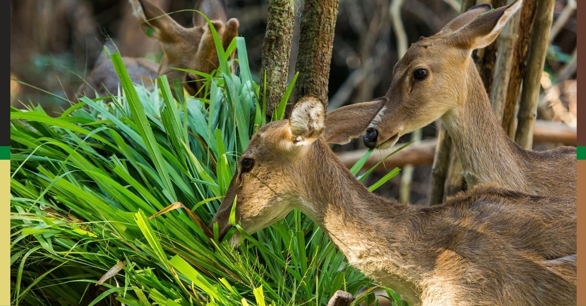 Warding Off Destructive Wild Animals from the Garden - Deer https://organicgardeningeek.com