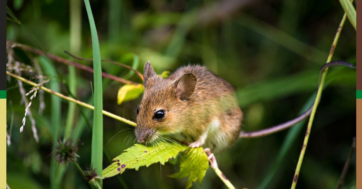Mice and rodents repellent https://organicgardeningeek.com