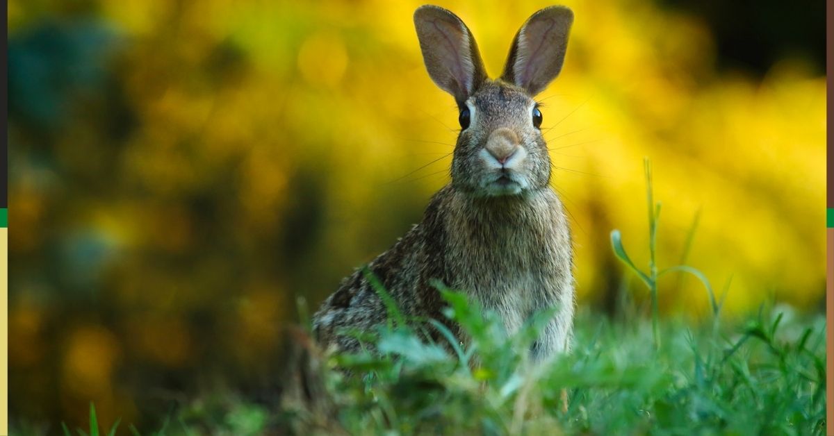 Deter Rabbits https://organicgardeningeek.com