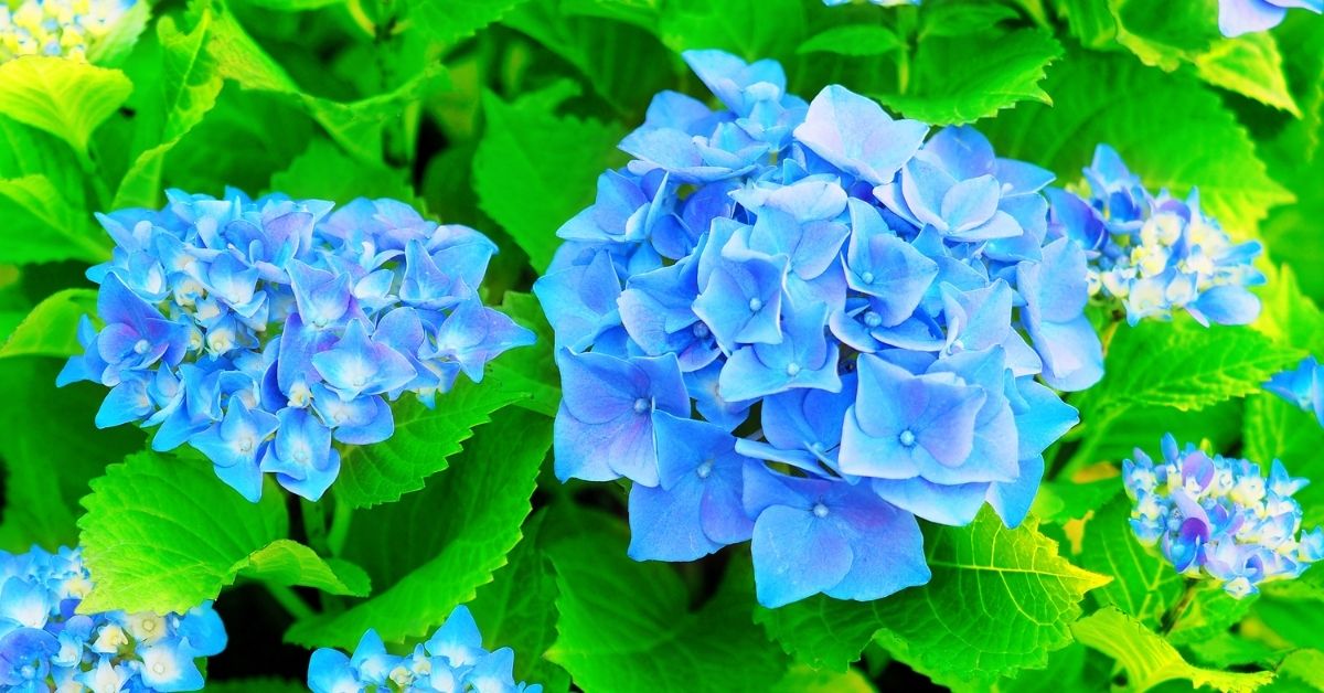 Hydrangea varieties Nikko Blue Hydrangea https://organicgardeningeek.com