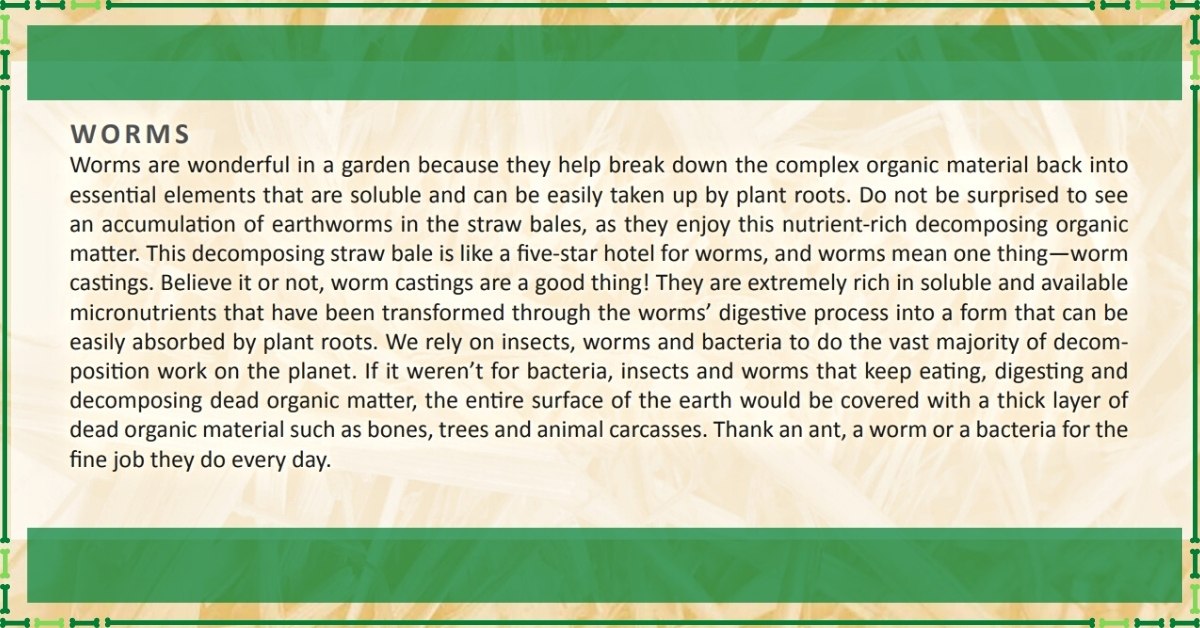 Straw bale garden - worms https://organicgardeningeek.com