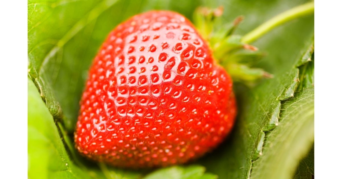 strawberry harvesting https://organicgardeningeek.com