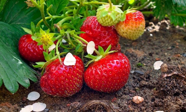 how to grow strawberries https://organicgardeningeek.com