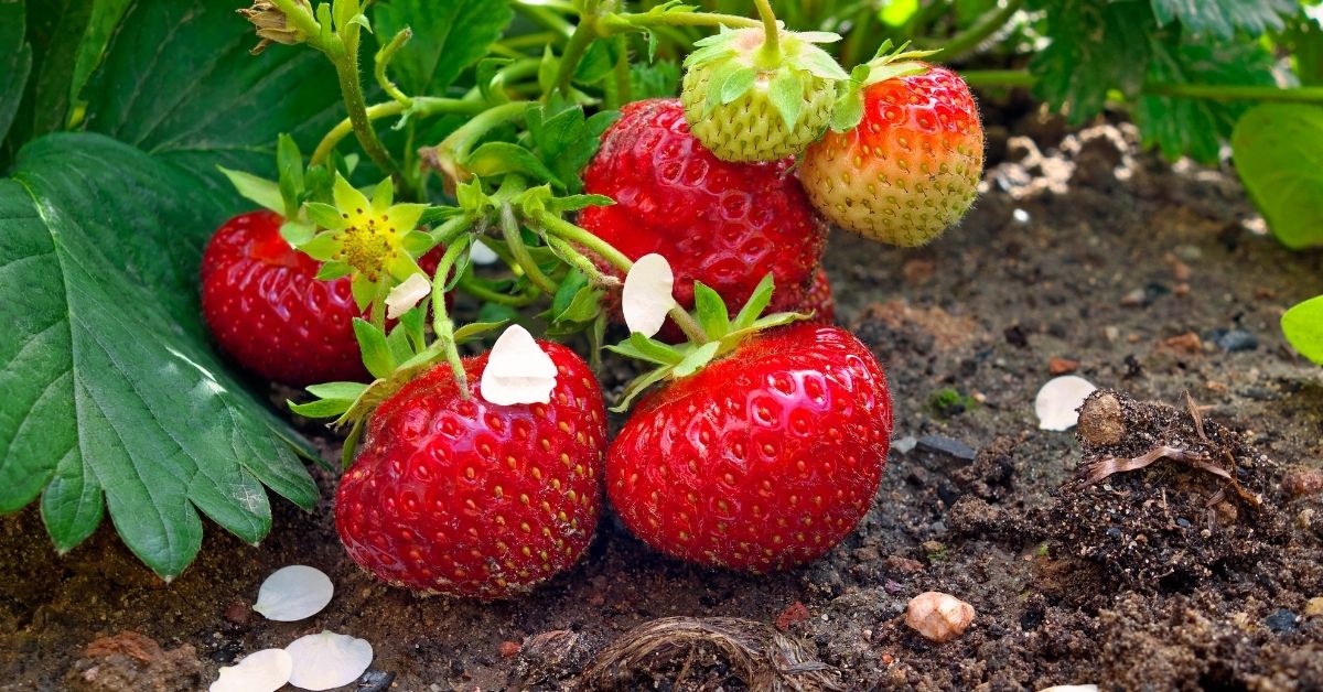 how to grow strawberries https://organicgardeningeek.com