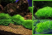 aquarium plants Riccia fluitans https://organicgardeningeek.com
