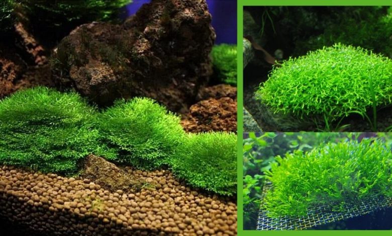 aquarium plants Riccia fluitans https://organicgardeningeek.com