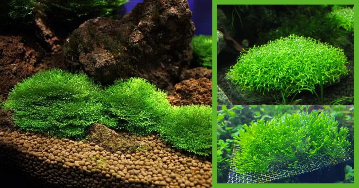 You are currently viewing Live Aquarium Plants Planting Tips