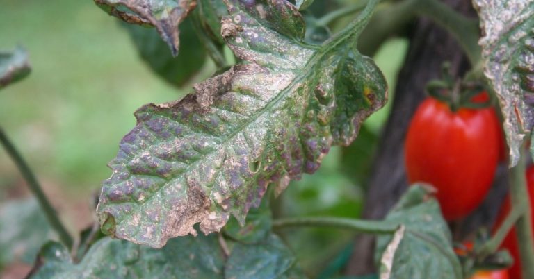 how to get rid of downy mildew on baobab tree