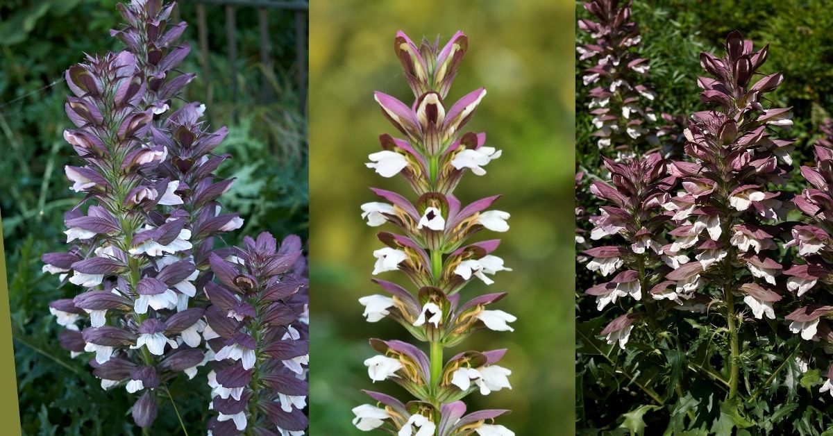 You are currently viewing Acanthus mollis: How to Grow, Care & Kill The Bear’s Breech?